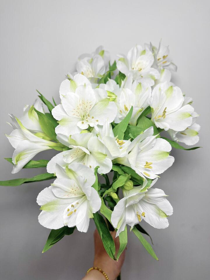 White Alstroemeria