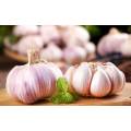 Natural Fresh Vegetables of Pure White Garlic