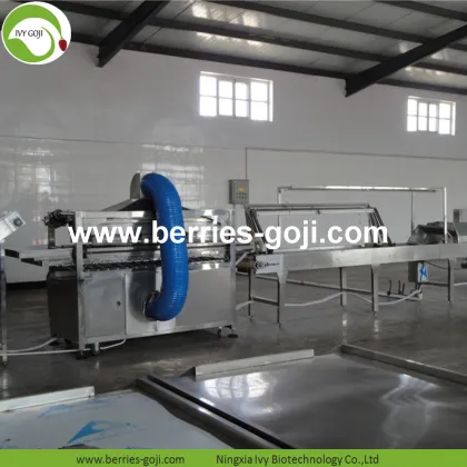 Factory Hot Sale Dried Tibet Wolfberry