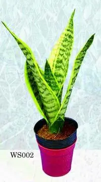 sansevieria farms