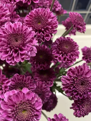 Purple yan spray chrysanthemum