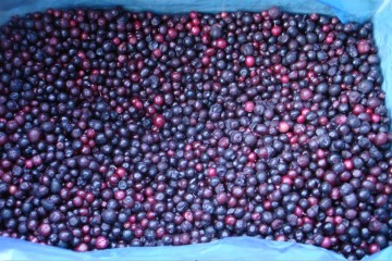 100% Uncalibrated Frozen Wild Blueberry