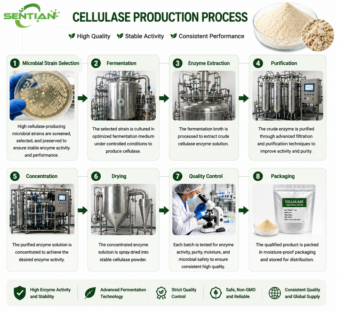Cellulase（1）
