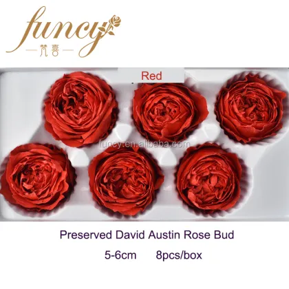5-6 cm Natural Preserved David Austin Rose Flowers