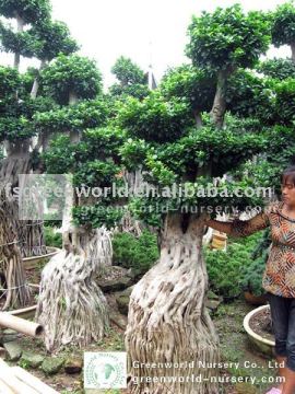Ficus bonsai for export