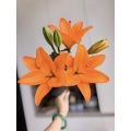 একক লিলি কমলা স্বপ্ন