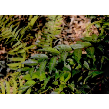 Herbal Extract for Cardiovascular & Circulatory Support Ilex Pubescens Extract; Pubescent Holly Root