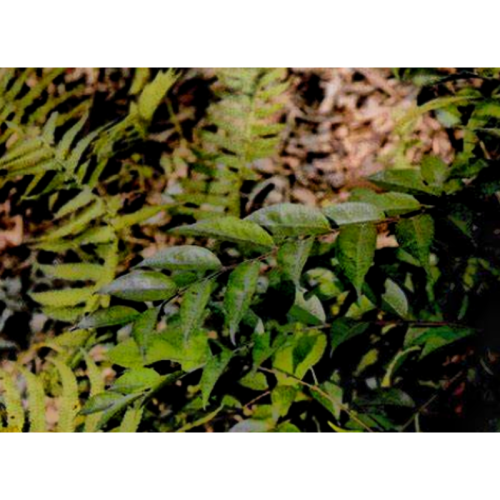 Herbal Extract for Cardiovascular & Circulatory Support Ilex Pubescens Extract; Pubescent Holly Root