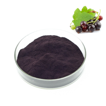Natural Black Currant Extract Powder