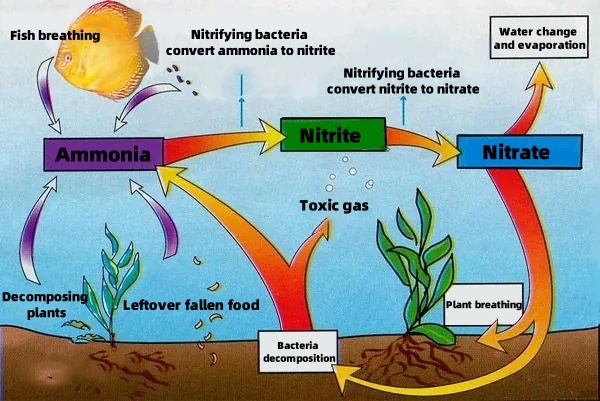 Effects of transformation of ammonia in water