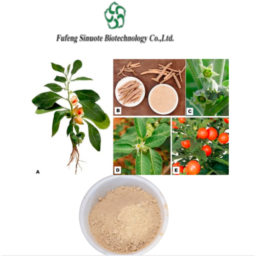 Ashwagandha Root Extract 5% Withanolides