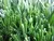 U plus S shaped landscaping artificial grass