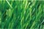 New Diamond-shaped grass Artificial grass for Sports