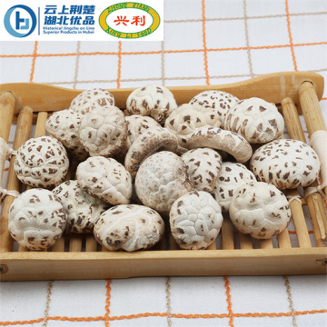 Hot Sale Cheap Tianbai Flower Mushroom