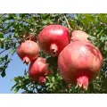 Rellow Colored Pomegranate Fruit mula sa Bingchuan Black Pearl