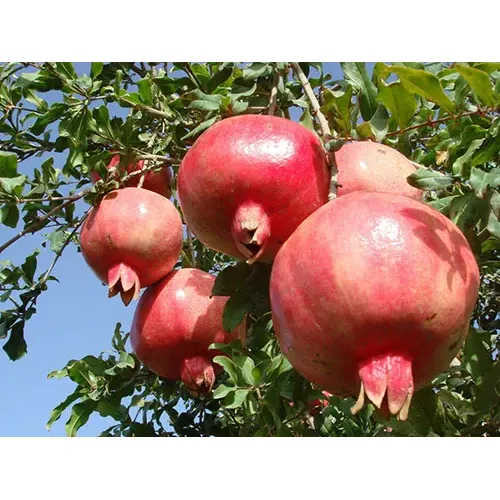 Rellow Colored Pomegranate Fruit mula sa Bingchuan Black Pearl