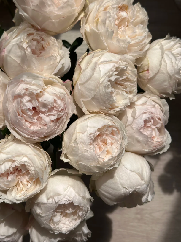 Cocotte Rose