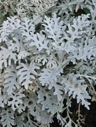 Dusty Miller Premium Greenery Foliage