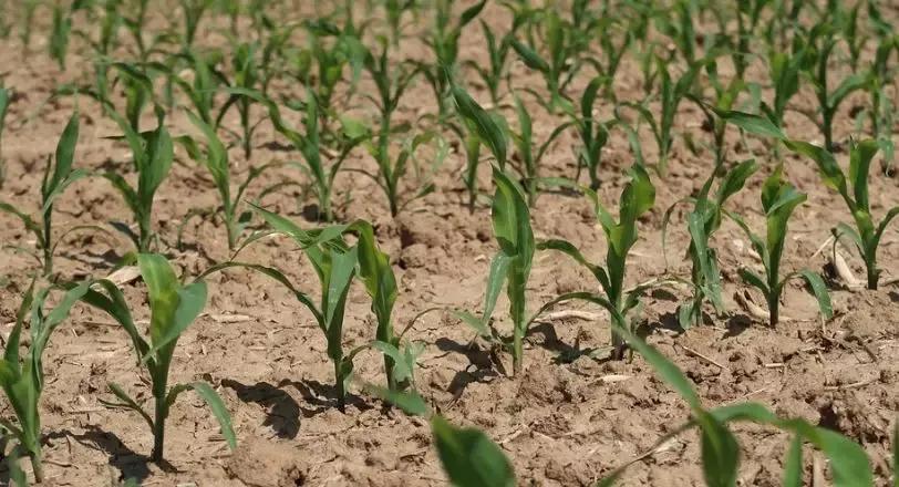 Corn water shortage