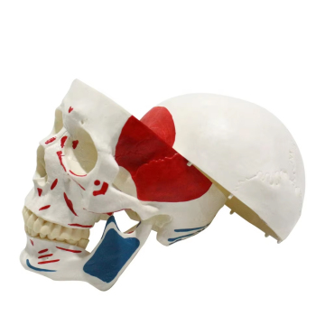Red and Blue Half Muscle Skull Skeleton Model with Detachable 3 Pieces of Replaceable Teeth - Adult Size Medical Model