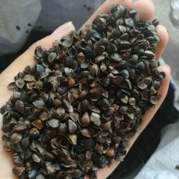 Chinese Buckwheat kernel and buckwheat husk