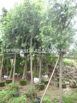 callistemon viminalis potted outdoor plants