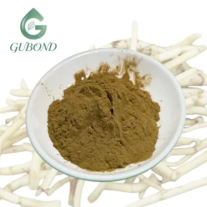 Houttuynia Cordata Extract Powder for Dietary Supplements