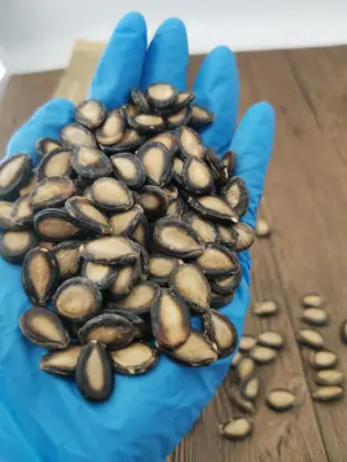 New Crop Watermelon Seeds Black type