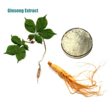 Hot Selling Free Sample Panax Ginseng Root Extract