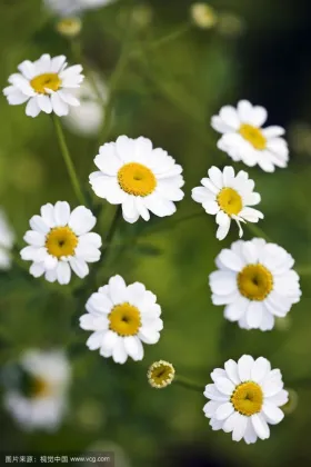 Pyrethrum extract 10:1 pyrethrin 25% for insecticide