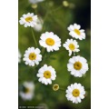 Pyrethrum-extract 10:1 pyrethrin 25% voor insecticide