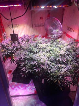 cob grow light aglex