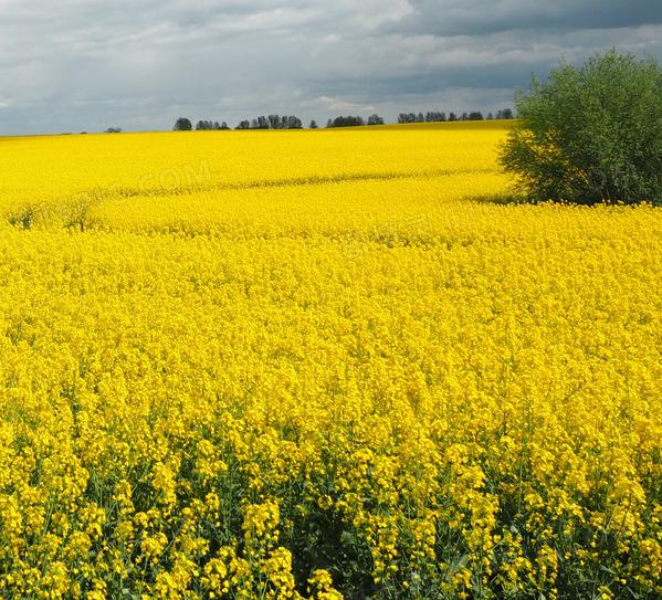 Brassinolide Powder High Purity Natural Plant Growth Regulator