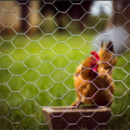 Galvanized Hexagonal wire netting chicken cage