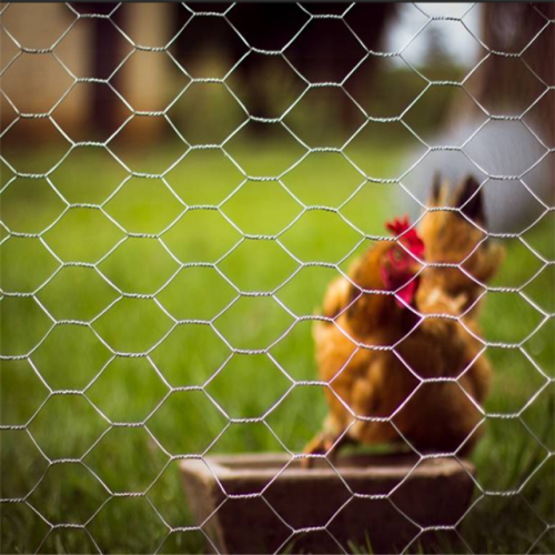 Gabbia per polli in rete metallica esagonale zincata