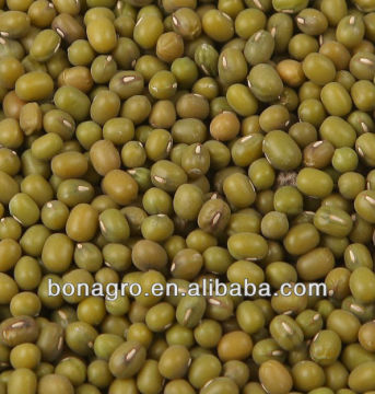 mung bean China origin machine clean quality size 3.0mm sprouting or cook mung bean