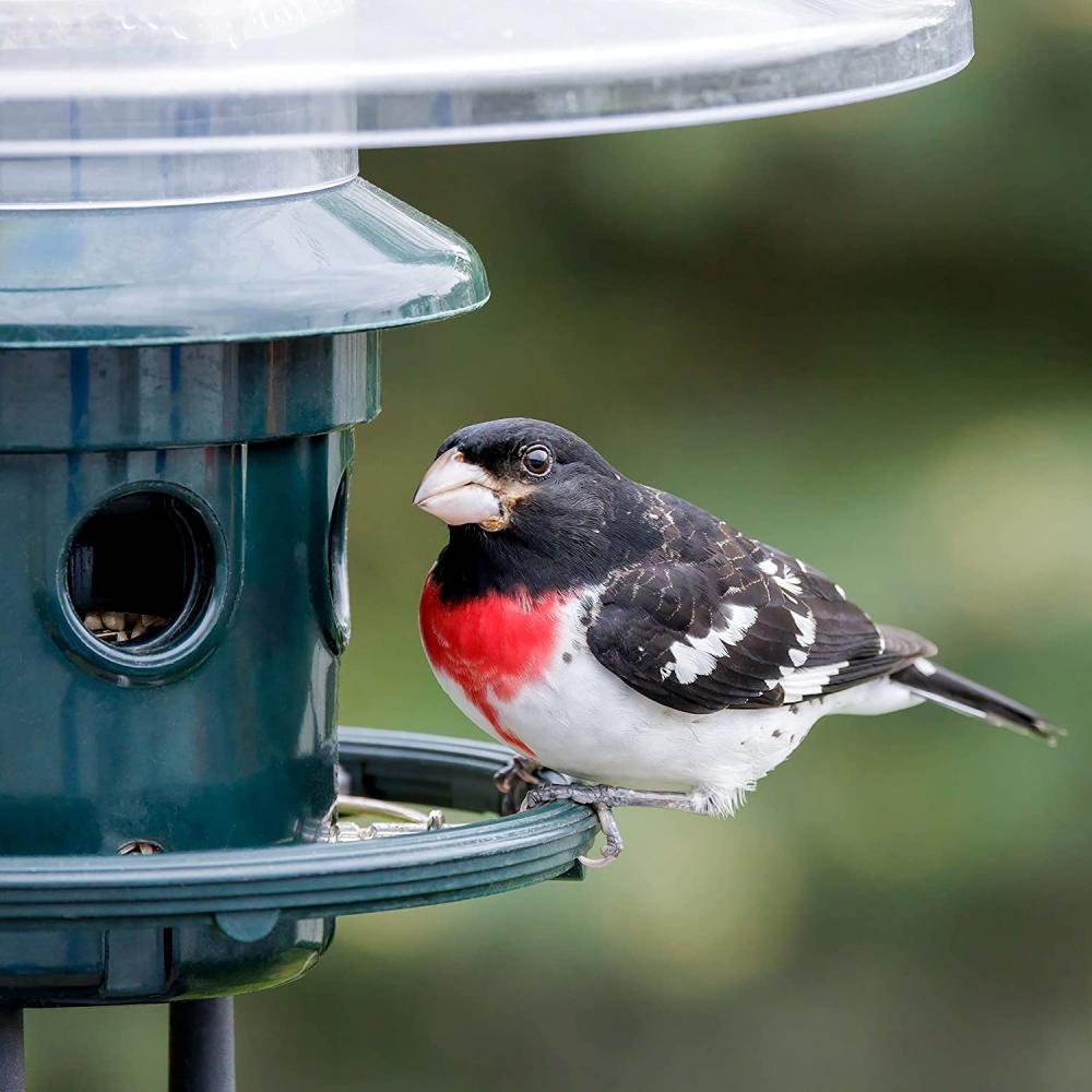 Écureuil buster plus mangeoire à oiseaux à l&#39;épreuve de l&#39;écureuil