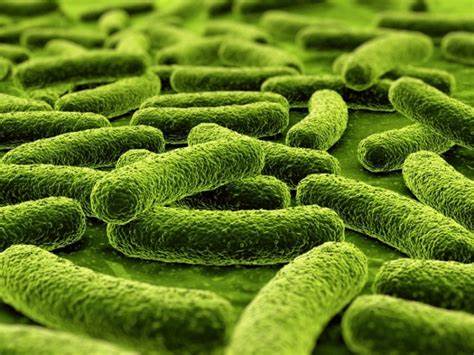lactobacillus fermentum