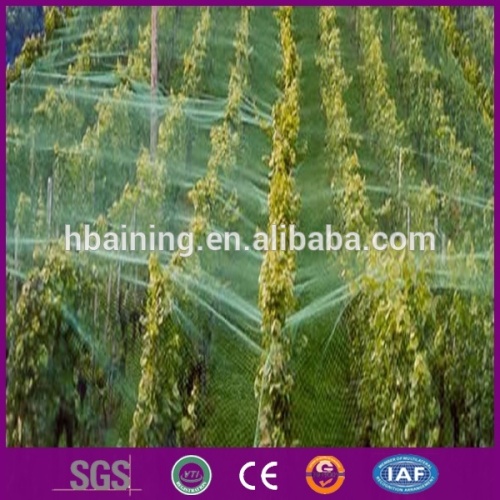 Mist nylon bird net/100%HDPE plastic anti bird netting/HDPE anti bird net