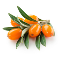 Natural 100% Seabuckthorn Extrakt Fruchtpulver