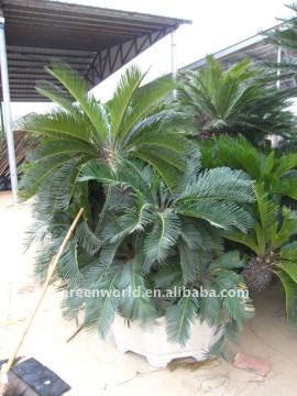 group cycas multi-trunks