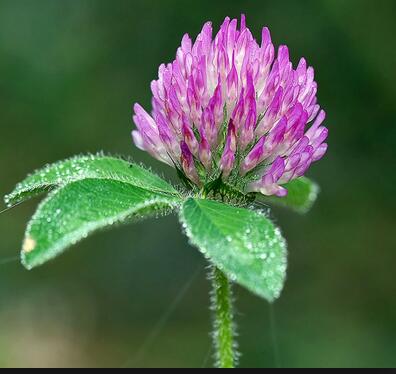 The Benifit of Red Clover Extract CAS 85085-25-2