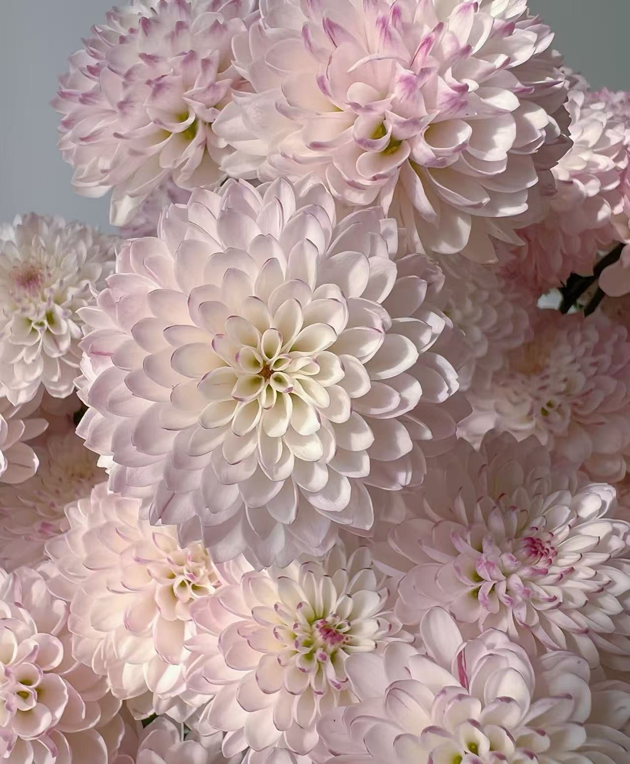 Matisse pink chrysanthemum4