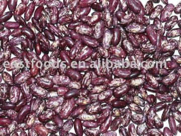 purple speckled kindney beans 220-240