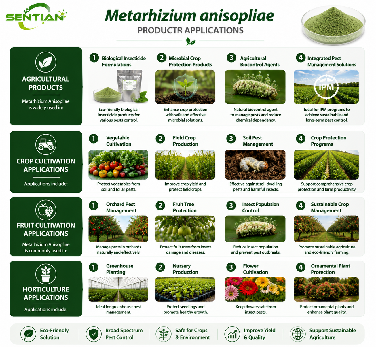 Metarhizium anisopliae（2）