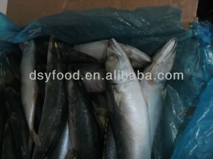 W/R Pacific Mackerel