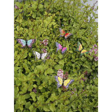 Pared de decoración de mariposa