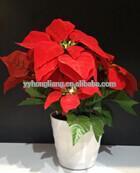 poinsettia christmas lights