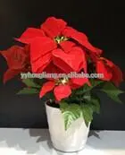 poinsettia light