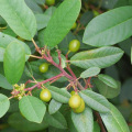 Contendo composto de antraquinona 10: 1 Extrato de casca de espinheiro Buckthorn